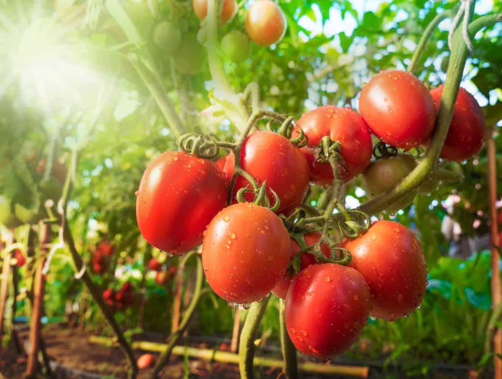 Israel’s development of the tomato