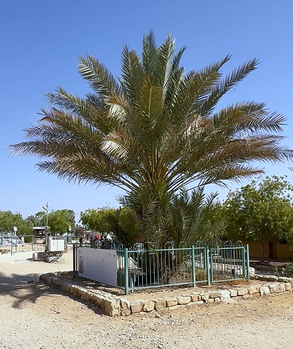 Gap year in israel - aardvarkisrael